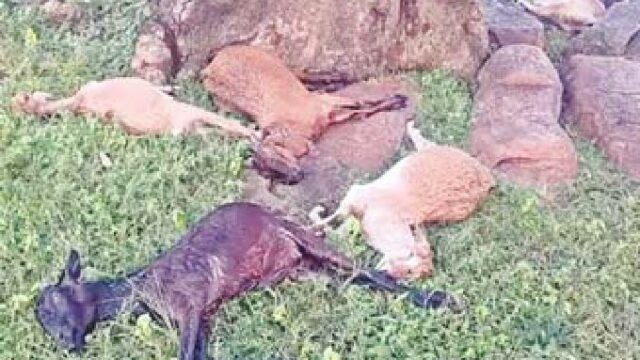 बिजली गिरने से 6 बकरियों की मौत