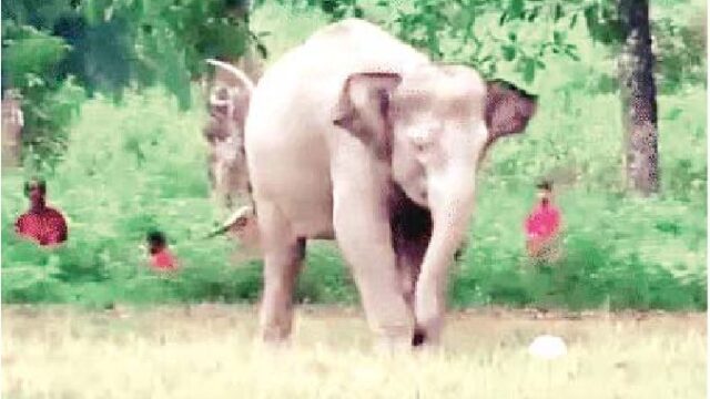 फुटबॉल खेलने लगे गजराज
