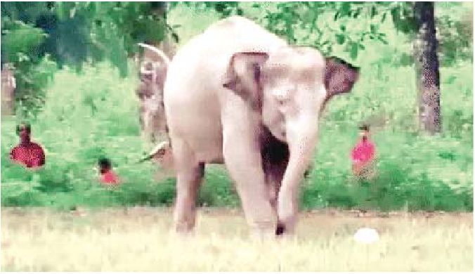 फुटबॉल खेलने लगे गजराज