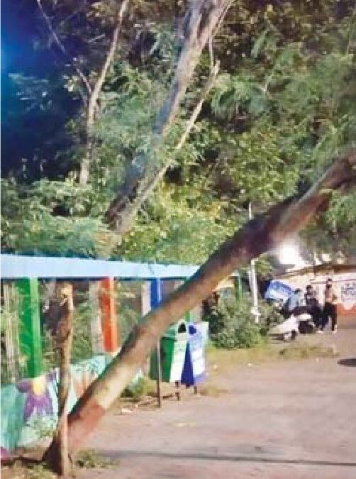 गार्डन के बाहर पेड़ बिजली के खंभे पर झुका