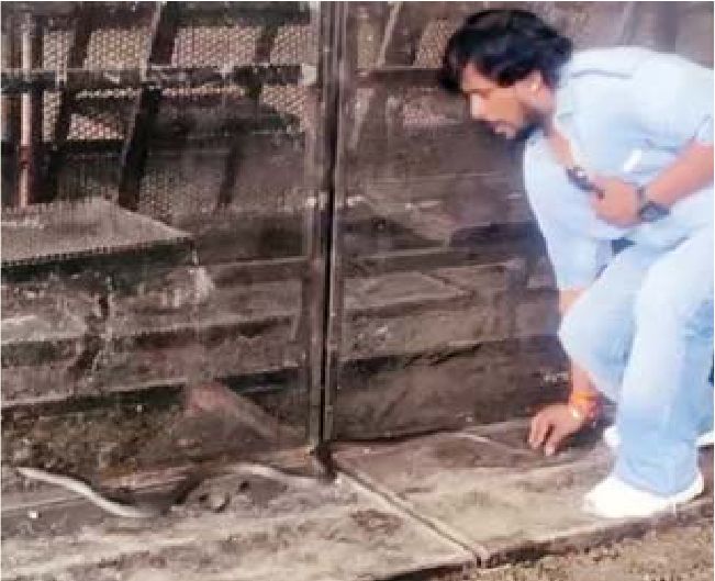 सपेरे ने पकड़ लिया वीआईपी डोम में सांप