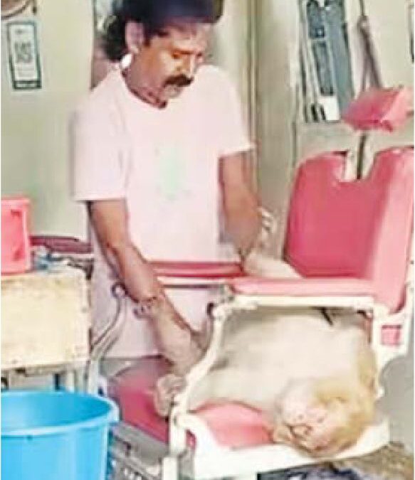वानर की मसाज
