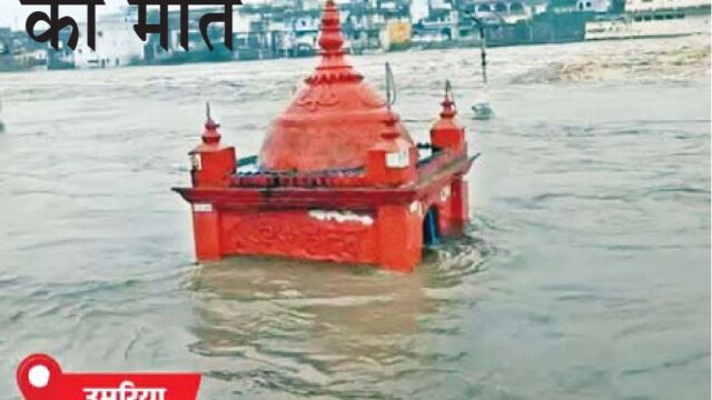 पानी में घिरे पेड़ पर फंसे कई वानर