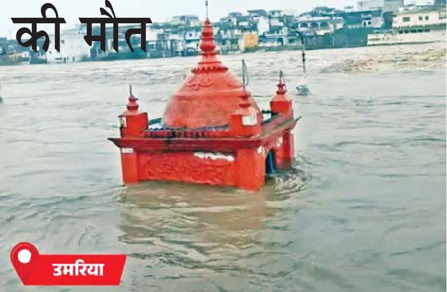 पानी में घिरे पेड़ पर फंसे कई वानर