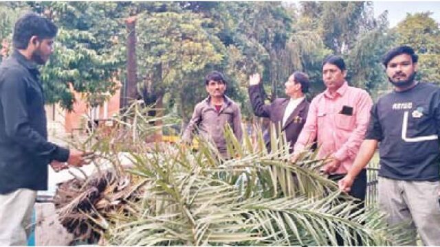 100 साल पुराने खजूर पेड़ को काटने की निंदा