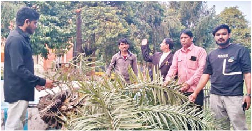 100 साल पुराने खजूर पेड़ को काटने की निंदा