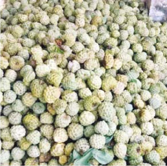 इस बार दिवाली से पहले शुरू हो गई सीताफल की आवक
