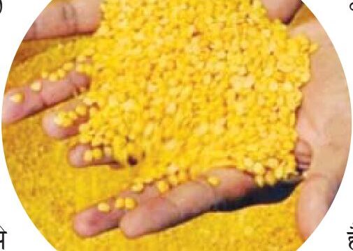 दालों में हफ्तेभर में रिकॉर्ड तेजी का फूटा बम