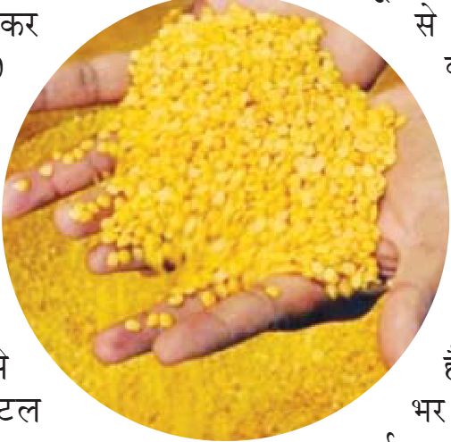 दालों में हफ्तेभर में रिकॉर्ड तेजी का फूटा बम