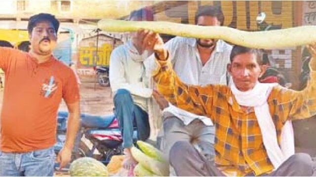 सब्जी मंडी में आई 4 फीट लंबी लौकी