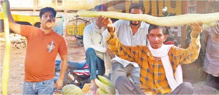 सब्जी मंडी में आई 4 फीट लंबी लौकी